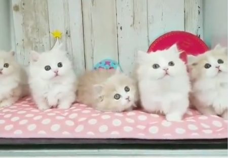 【動画】子猫ちゃん達の前でおもちゃをチラチラしてみたら・・みんな同じ動きして超可愛い！