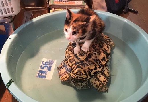 【笑】カメの背中に乗る子猫→数年後の写真が話題に