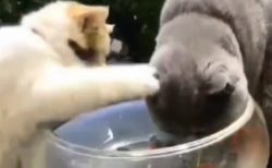 【笑】金魚鉢に顔をつっこみたい猫と阻止する猫、どっちの表情も可愛すぎ！
