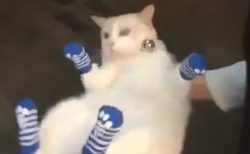 【！】くつ下嫌いなねこ。はかせてもらった靴下を豪快に脱ぎ捨てるｗｗｗｗ