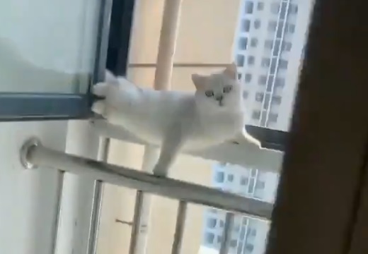 【動画】ドアを開けると変なポーズで固まっていた猫が話題「どういう状況？！」「表情！笑」
