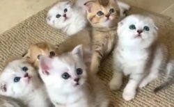 【動画】何かに夢中な子猫軍団、見つめてる真剣な目がキュートすぎる