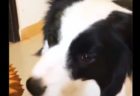 【動画】気持ちよくてたまらない～ブラッシングでご機嫌の犬が話題