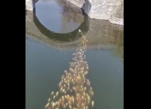 【衝撃】魚の大群を引き連れて先頭を泳ぐアヒル。一体何者！？