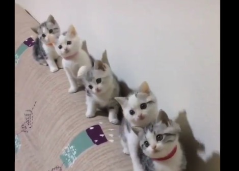 息ピッタリ!完全にシンクロした子猫ちゃんの動きが可愛すぎる!