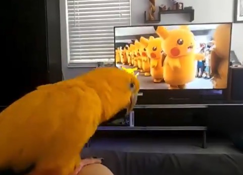 完全に自分を「ピカチュウ」だと思っているオウム君が最高!