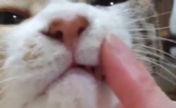 お鼻のまわりを「こしょこしょ」されるのが大好きな猫ちゃん！