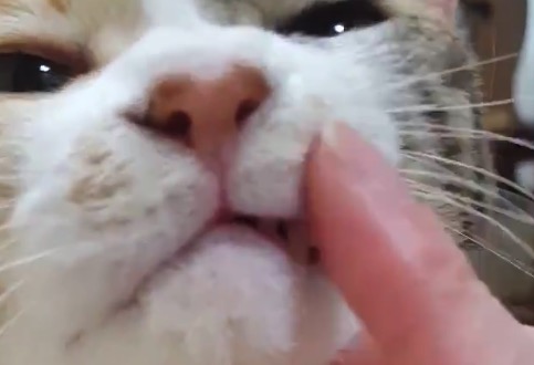お鼻のまわりを「こしょこしょ」されるのが大好きな猫ちゃん！