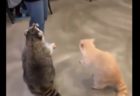 春をたくさん浴びる猫ちゃんたち。気持ちよさそう！