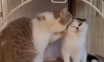 猫同士の「じゃれ合い」を収めた映像が素晴らしい！
