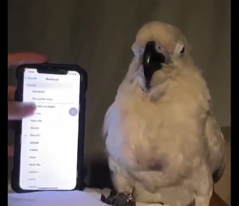 スマホの音楽に合わせてダンスを踊るオウム。歌だけじゃないぜ!