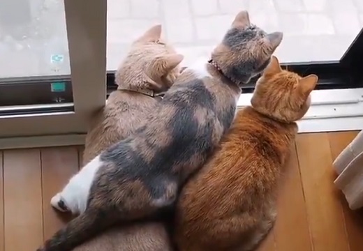 【密です！】何かに興味津々な猫3匹の動画が話題。後頭部の異様な可愛さは一体？！
