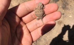 ツノトカゲの「赤ちゃん」小さくて可愛い。カエルみたいだね！