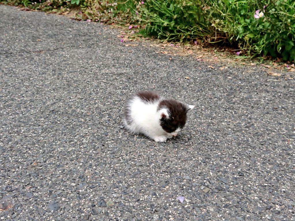 【子猫】道路のど真ん中で「ちっちゃい毛玉」が落ちてました。