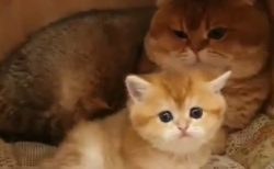 【動画】可愛すぎる猫の親子！そっくりで癒された
