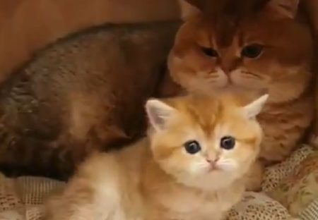 【動画】可愛すぎる猫の親子！そっくりで癒された