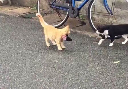 【動画】『お魚くわえたどら猫』が話題「横の狙ってる猫がしつこい(笑)」