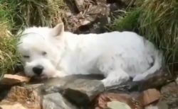 【動画】小川を満喫してる犬が話題。気持ちよさそう！