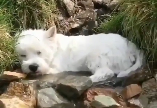 【動画】小川を満喫してる犬が話題。気持ちよさそう！
