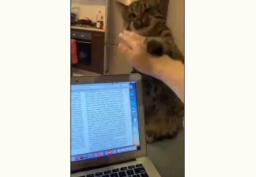 【笑】テレワークを監視する猫ちゃんが話題「撫でさせないんだ!」