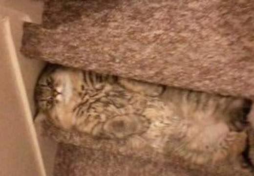 【笑】階段と同化してる猫ちゃん！何してるの？！