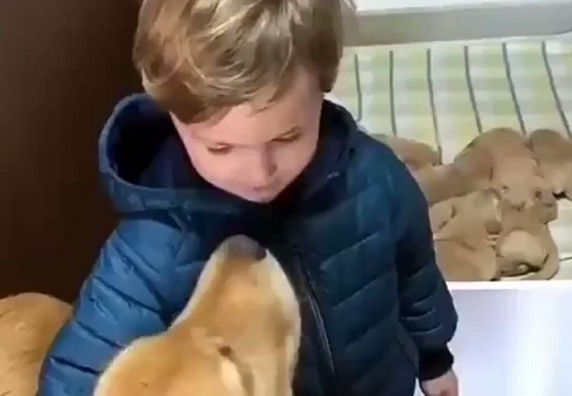 【動画】男の子と犬のママ、信頼しあってる様子がすごく素敵