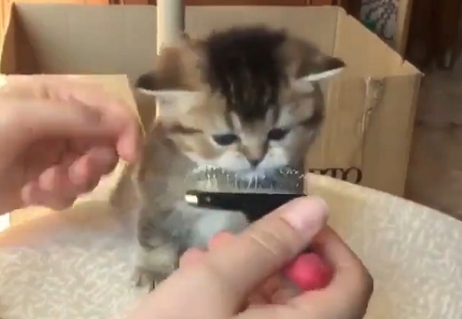 【動画】されるがまま・・ブラッシングされる子猫ちゃんがまるで天使!