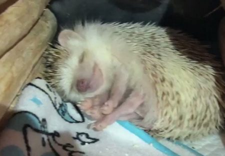【動画】安心しきって眠るハリネズミがかなり可愛い！