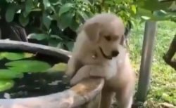 【動画】水をパシャパシャ、無邪気に楽しんでる子犬がひたすら可愛い！