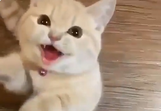 【動画】「抱っこしてぇ～」全力で甘える猫ちゃん。こんなのされたらたまらない！