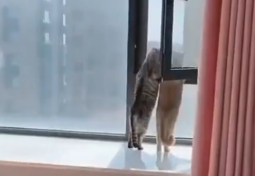 【動画】話をしながら仲良く外を眺めている猫2匹がかわいい
