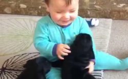 【動画】犬達と遊ぶ赤ちゃんがものすごく楽しそう！見てるだけでほっこりする