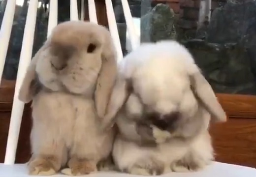 【もこもこ】ウサギがひたすら可愛い動画！見てるだけで和んでしまう