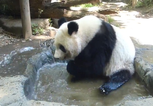 【動画】嬉しそうに水浴びするパンダが話題に「水浴びなのか水撒きなのか(笑」