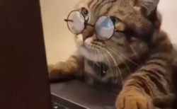 【動画】テレワーク中？もっともらしい顔でパソコンを眺める猫さんが話題