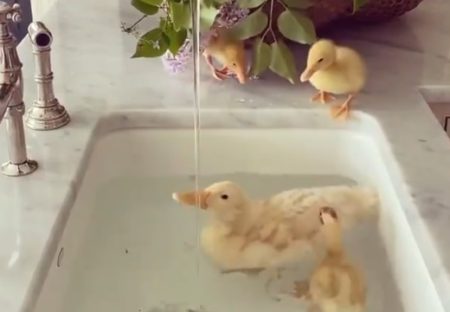 【動画】大理石の洗面台で水遊びする鳥の親子。絵画みたいに美しい