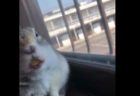 【動画】トテトテ歩くトラの赤ちゃんが完全に猫と話題