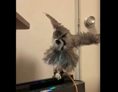 空気清浄機の「風」で遊ぶフクロウが可愛い！
