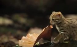 世界最小のネコ科動物「サビイロネコ」が可愛すぎる！
