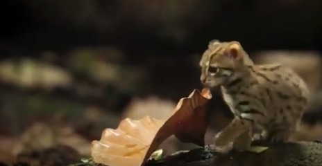 世界最小のネコ科動物「サビイロネコ」が可愛すぎる！