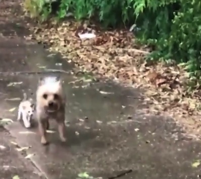 【優しさ】雨の中、小さな野良猫ちゃんを助けるワンコが最高!