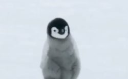 【ザクザク】ペンギンのヒナが「雪の上」を歩く音が聞こえます！