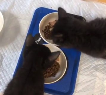 【可愛すぎ】ご飯が美味すぎて ”声が漏れちゃう” 黒猫の赤ちゃん！