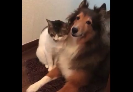 猫が犬に戯れてる動画が最高すぎる ラブラブだね Break Time