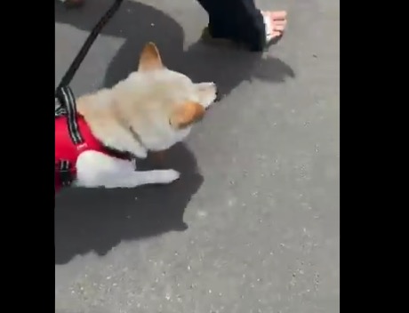 散歩が大好きな柴犬くん 時折 飼い主を見上げるのが可愛すぎる Break Time