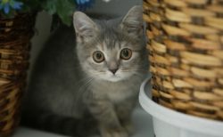 【分離成功】父の毛色をきれいに受け継いだ子猫たち！すごくキレイに分かれている！