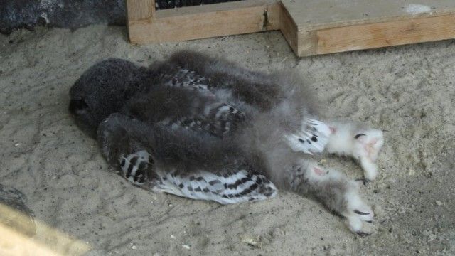 フクロウの赤ちゃんの「寝相」完全に寝落ちですね！