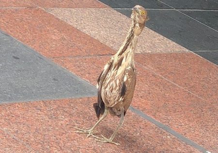 【ミゾゴイ】新宿駅に「絶滅危惧種」の鳥が現る！！！