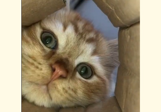 【笑】カメラを発見した猫の行動が話題
