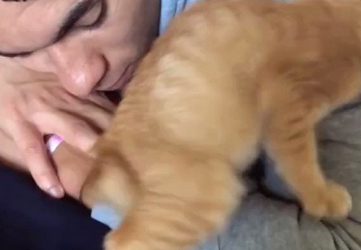 【動画】居眠りしてる主さんの腕にもぐりこんで甘える子猫。うるうるの目がたまらない可愛いさ